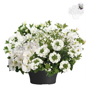 Afbeelding van TP26 Super Mix 7